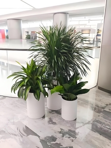 找宁波前湾植物租赁好去处？这篇给你方向！